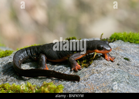 Un caoutchouteux-à-ventre rouge Newt (Taricha rivularis) sur un rocher moussu dans Lake Recreation Area de Sonoma, Sonoma County, Californie Banque D'Images