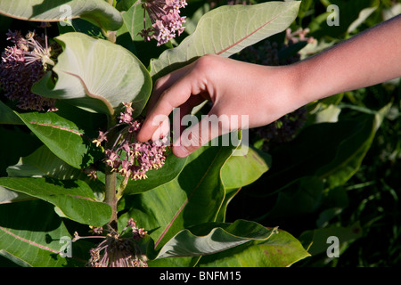 L'asclépiade commune Fleurs Asclepias syriaca est des Etats-Unis Banque D'Images