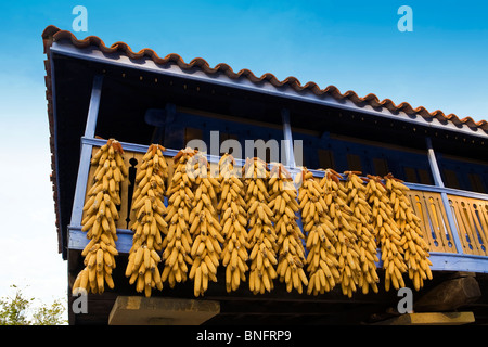 Épis de maïs sec sur balcon dans les Asturies, Espagne Banque D'Images