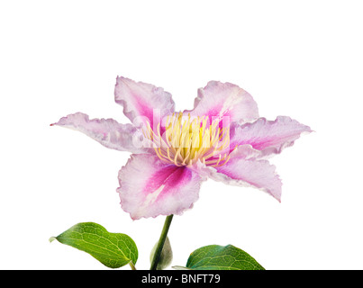 La lumière blanche CLÉMATITE Clematis piilu rose RANUNCULACEAE fleur Banque D'Images