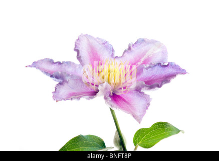 La lumière blanche CLÉMATITE Clematis piilu rose RANUNCULACEAE fleur Banque D'Images
