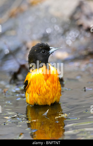 L'Oriole de Baltimore mâles adultes prendre un bain Banque D'Images