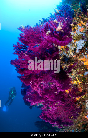 Observation en plongée autonome gorgones colorées, des forêts de l'île de Korcula, Croatie Banque D'Images