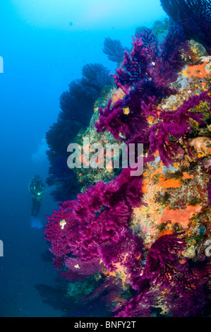 Observation en plongée autonome gorgones colorées, des forêts de l'île de Korcula, Croatie Banque D'Images