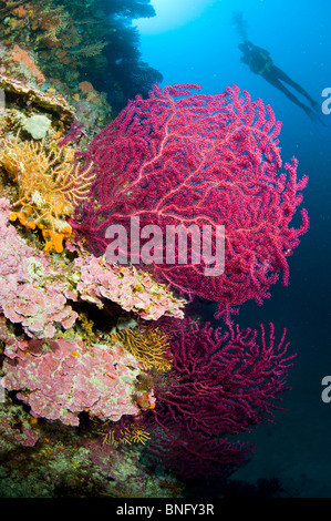 Observation en plongée autonome gorgones colorées, des forêts de l'île de Korcula, Croatie Banque D'Images