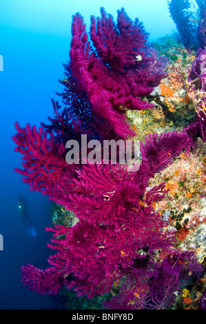 Observation en plongée autonome gorgones colorées, des forêts de l'île de Korcula, Croatie Banque D'Images