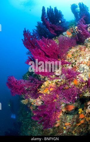 Observation en plongée autonome gorgones colorées, des forêts de l'île de Korcula, Croatie Banque D'Images