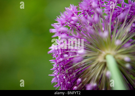 Une fleur d'allium purple, tourné à partir de ci-dessous Banque D'Images