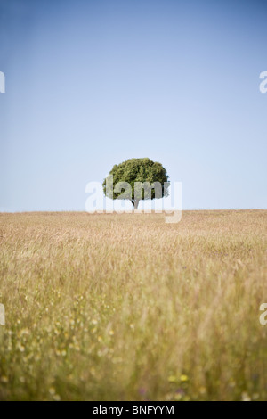 Un champ avec un arbre isolé à l'horizon Banque D'Images