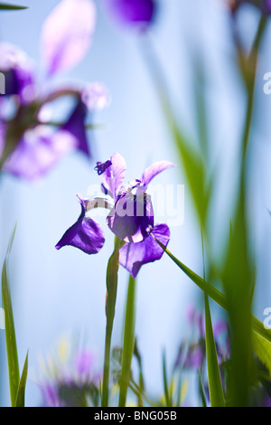 Une fleur d'iris violets avec des feuilles vertes Banque D'Images