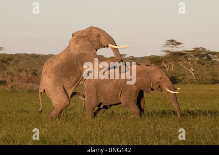 Les jeunes de l'éléphant d'Afrique Loxodonta africana bull saute un autre jeune taureau Ndutu Ngorongoro en Tanzanie Banque D'Images