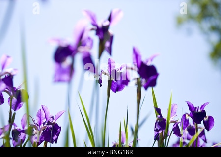 Iris fleurs violettes sur fond de ciel bleu Banque D'Images