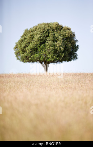 Un champ avec un arbre isolé à l'horizon Banque D'Images