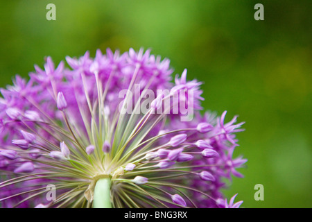 Une fleur d'allium purple, tourné à partir de ci-dessous Banque D'Images