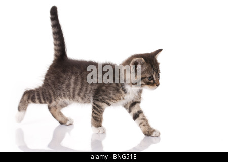 Petit Chaton sur fond blanc Banque D'Images