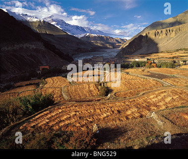 La récolte d'orge mis à sécher après de fortes pluies dans le village de Kagbeni dans la région de Mustang Népal ouest Banque D'Images