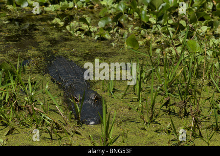 Alligator Alligator mississippiensis) (qui se cache dans l'eau au sanctuaire, Marais tire-bouchon Collier County, en Floride. Banque D'Images