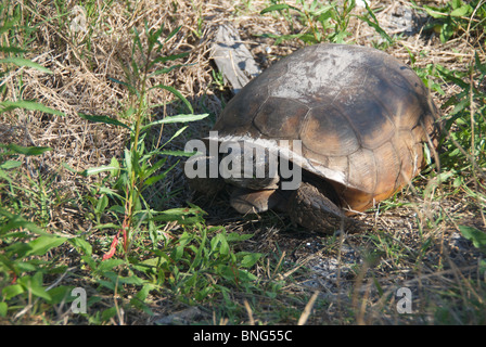 Un Gopher Tortoise (Gopherus polyphemus) dans la garrigue de sable sur Honeymoon Island State Park, comté de Pinella, en Floride. Banque D'Images