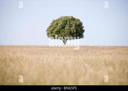 Un champ avec un arbre isolé à l'horizon Banque D'Images