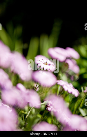 Marguerites mauves Banque D'Images