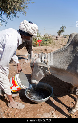 Donner de l'eau agriculteurs pour une vache. Nagaur. Le Rajasthan. L'Inde Banque D'Images