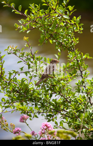 Maison d'armoise perchée sur un arbuste près de l'eau (passant domesticus). Portrait. 107639 Chaffinch Banque D'Images