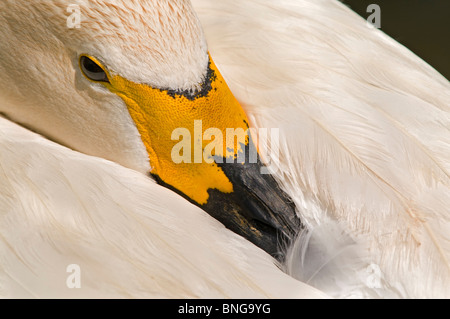 Un gros plan d'un cygne de Bewick au repos avec son bec niché dans c'est les plumes Banque D'Images