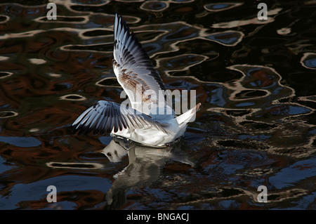 Mouette sur l'eau - tête sous l'eau Banque D'Images