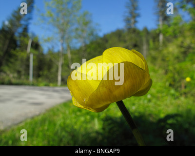 Globe-fleur (Trollius europaeus) près d'une rue Banque D'Images