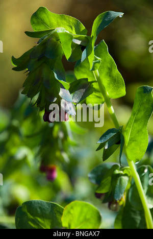 Cerinthe major 'Purpurascens', Honeywort Banque D'Images