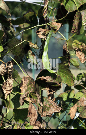 Haricot d'aller à la semence dans l'automne Banque D'Images