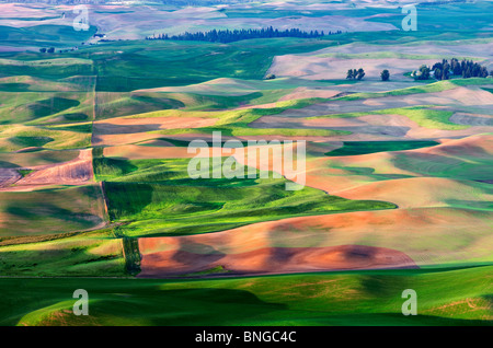 Nouvelle croissance du blé de printemps. La Palouse, près de Colfax, Washington. Banque D'Images