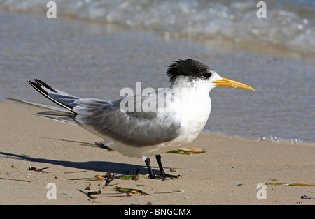 De plus, la sterne huppée (Thalasseus bergii, Sterna bergii) auparavant, sur la plage, Banque D'Images