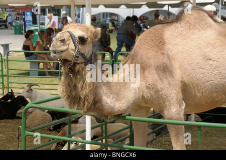 Camel à la foire du comté de Monroe Monroe , Michigan Banque D'Images