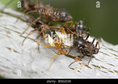 Lachnus roboris, un puceron, projetant sa peau et devenir une alate (avec des ailes). Une Fourmi Lasius niger est à proximité Banque D'Images