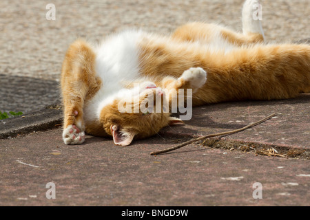 Le gingembre cat (Felis catus) située à l'envers et jouer dehors avec un bâton Banque D'Images