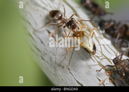 Lachnus roboris, un puceron, projetant sa peau et devenir une alate (avec des ailes). Une Fourmi Lasius niger est à proximité Banque D'Images