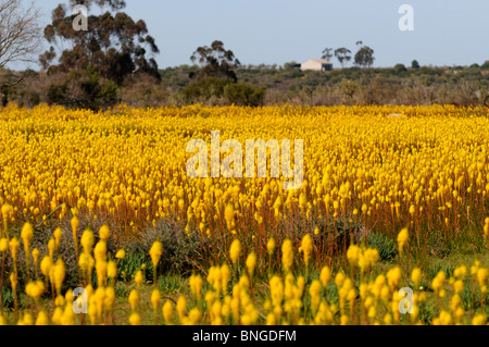 L'affichage de masse de Bulbinella latifolia, rooikatstert, Bokkeveld Plateau, le Namaqualand, Afrique du Sud Banque D'Images