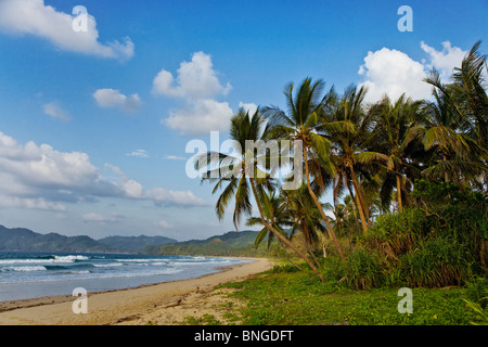 Une ligne de COCOTIERS plage tropicale à distance dans l'extrême nord de l'île de Palawan, Philippines Banque D'Images