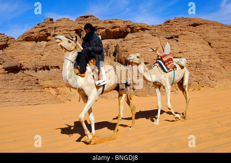 Nomade touareg équitation un dromadaire Méhari blanc et menant un autre dromadaire avec une selle touareg traditionnelle, désert du Sahara, la Libye Banque D'Images