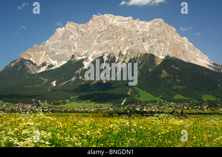 La floraison les pâturages de montagne au pied du massif du wetterstein avec Mt. Zugspitze, Ehrwald, Tyrol, Autriche Banque D'Images