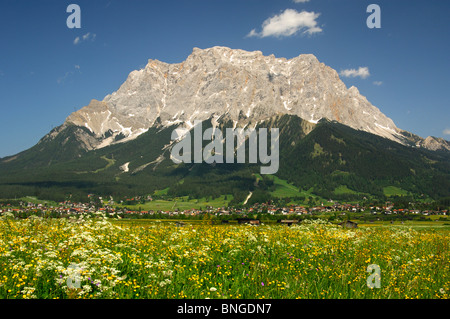 La floraison les pâturages de montagne au pied du massif du wetterstein avec Mt. Zugspitze, Ehrwald, Tyrol, Autriche Banque D'Images