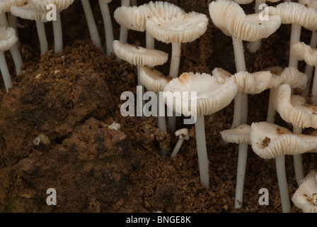 High angle de champignons dans la terre avec des formes répétitives Banque D'Images