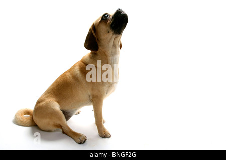 Chiot Puggle looking up Banque D'Images