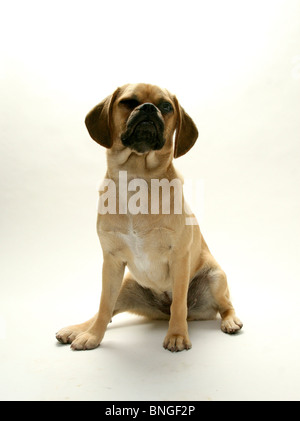 Chiot Puggle looking up Banque D'Images