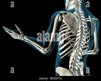 Vue interne de l'os du coude dans un voir-à travers le bras avec la main et les os de la colonne vertébrale Banque D'Images