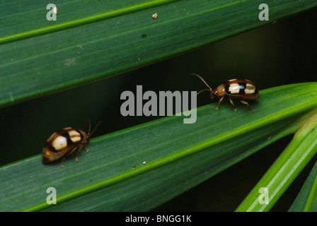 High angle de petit-eyed Leaf Beetle (Monolepta bioculata) sur les feuilles. À l'aide de focus sélectif au châssis à l'objet. Banque D'Images
