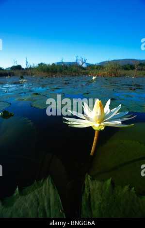 Un magnifique Nénuphar dans son habitat naturel vert et bleu. , Pongola Kwazulu Natal, Afrique du Sud Banque D'Images