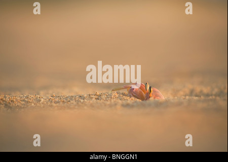 Le crabe fantôme rose escalade hors de son trou dans le sable. La zone humide d'iSimangaliso, Sainte-Lucie, Kwazulu Natal Banque D'Images