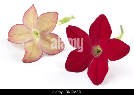 Grumes rouge jaune et rouge fleurs Nicotiana Banque D'Images